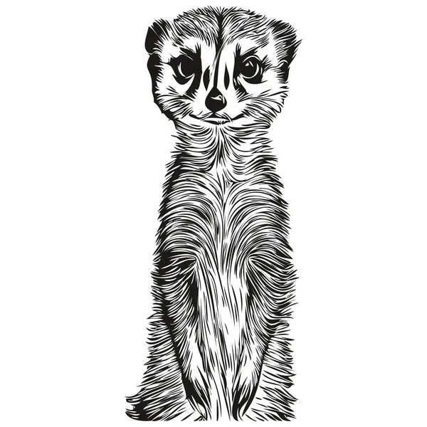 Handritad Meerkat Vit Bakgrund Meerkat — Stock vektor