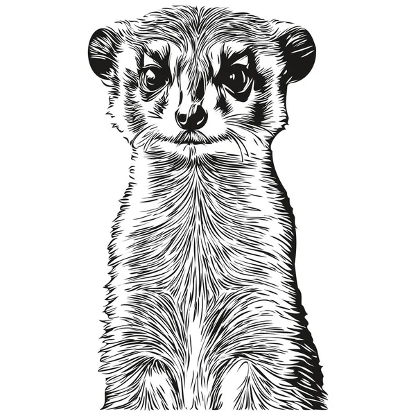 Meerkat Dessiné Main Sur Fond Blanc Meerkat — Image vectorielle