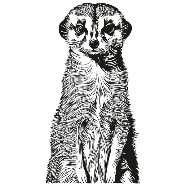 Meerkat Vintage Illustratie Zwart Wit Vector Art Meerkat — Stockvector