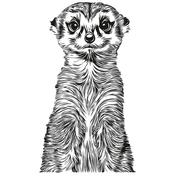 Meerkat Vintage Illustratie Zwart Wit Vector Art Meerkat — Stockvector
