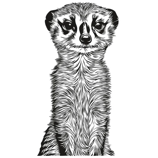 Meerkat Vintage Illustration Black White Vector Art Meerkat — 스톡 벡터