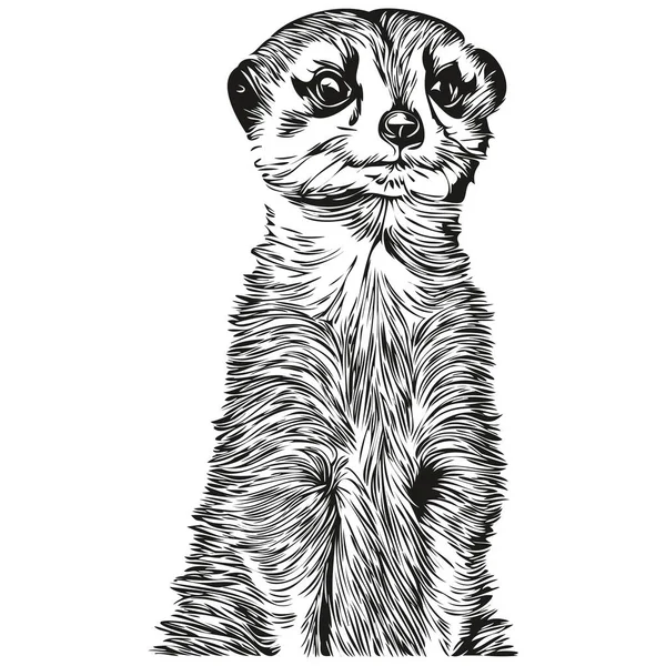 Logo Meerkat Illustration Noir Blanc Dessin Main Meerkat — Image vectorielle