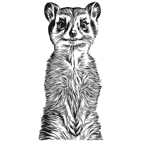 Meerkat Logo Black White Illustration Hand Drawing Meerkat — Stock Vector