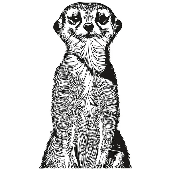 Meerkatロゴ 黒と白のイラストハンドドローイング Meerkat — ストックベクタ