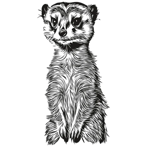 Meerkat Logo Zwart Wit Illustratie Handtekening Meerkat — Stockvector