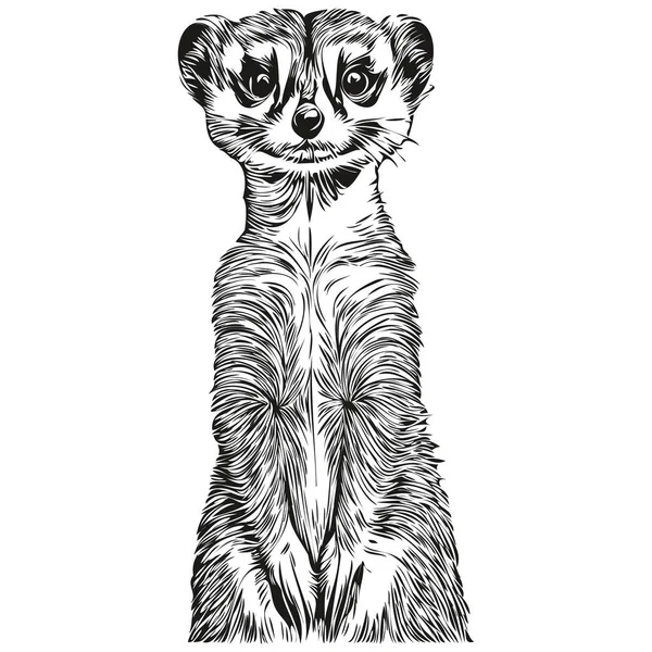Meerkat Logo Zwart Wit Illustratie Handtekening Meerkat — Stockvector