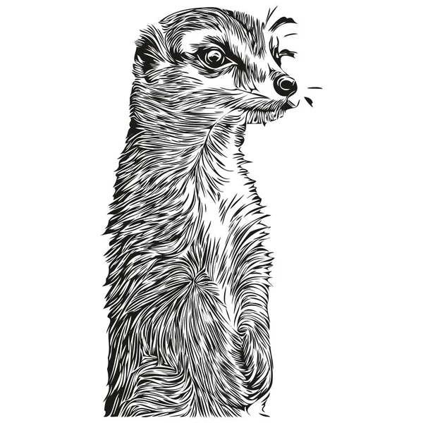 Meerkat Sketch Hand Drawing Wildlife Vintage Engraving Style Vector Illustration — 스톡 벡터