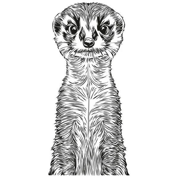 Desenho Meerkat Desenho Mão Vida Selvagem Estilo Gravura Vintage Ilustração — Vetor de Stock