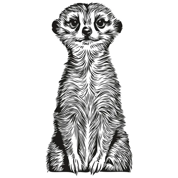 Meerkat Skica Ruční Kresba Volně Žijících Živočichů Retro Rytý Styl — Stockový vektor