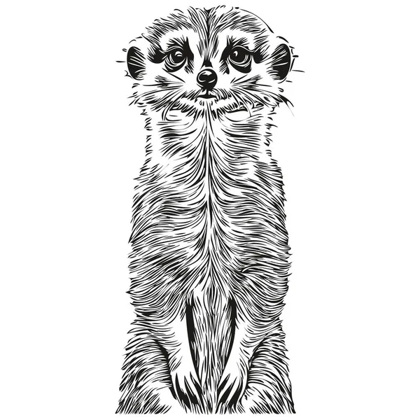 Meerkat Σκίτσο Χέρι Σχέδιο Της Άγριας Ζωής Vintage Στυλ Χαρακτικής — Διανυσματικό Αρχείο