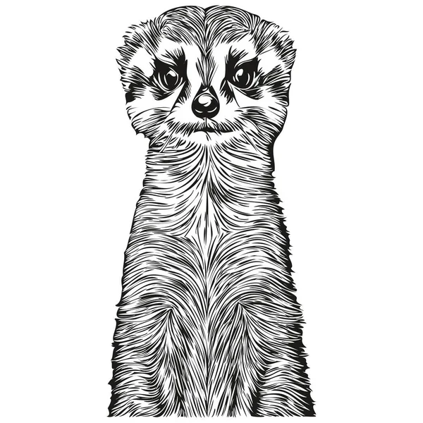 Meerkat Σκίτσα Περίγραμμα Διαφανές Φόντο Ζωγραφισμένα Στο Χέρι Απεικόνιση Meerkat — Διανυσματικό Αρχείο