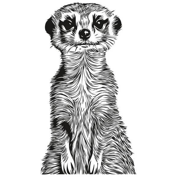 Meerkat Sketches Outline Transparent Background Hand Drawn Illustration Meerkat — Stock Vector