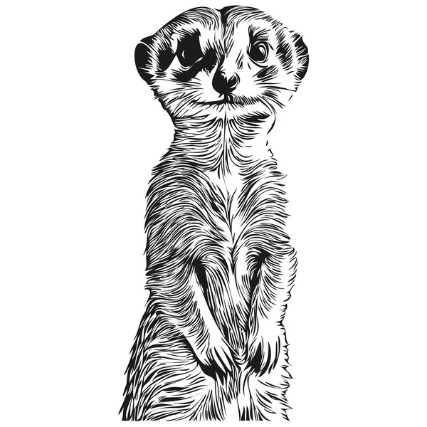 Meerkat Esboçado Retrato Gráfico Meerkat Fundo Branco Meerkat — Vetor de Stock