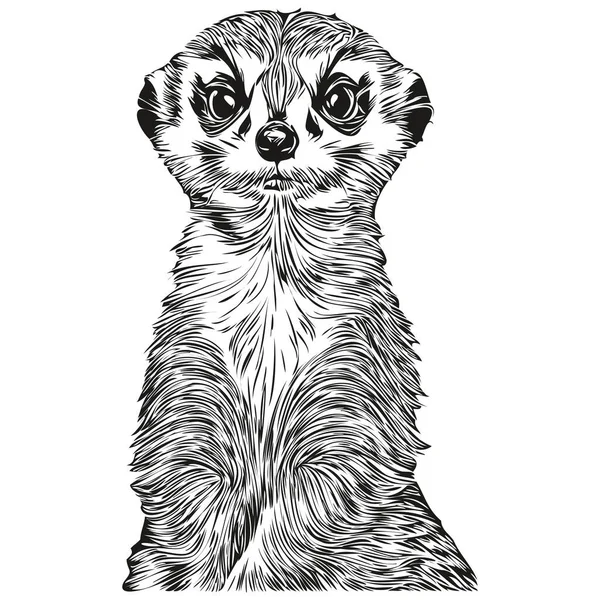 Meerkat Sketchy Grafisch Portret Van Een Meerkat Een Witte Achtergrond — Stockvector