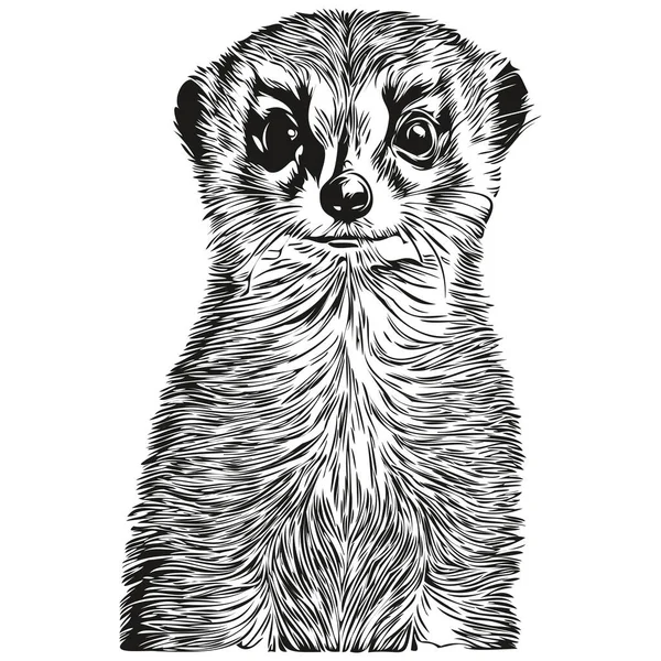 Meerkat Sketchy Grafisch Portret Van Een Meerkat Een Witte Achtergrond — Stockvector