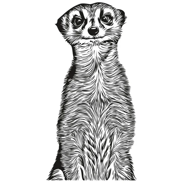 Meerkat Vektorové Ilustrace Čára Kreslení Černá Bílá Meerkat — Stockový vektor
