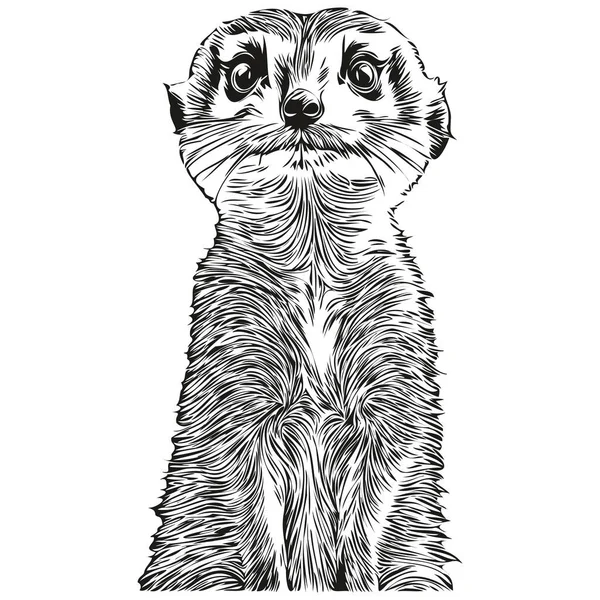 Meerkat Vetor Ilustração Linha Arte Desenho Preto Branco Meerkat — Vetor de Stock