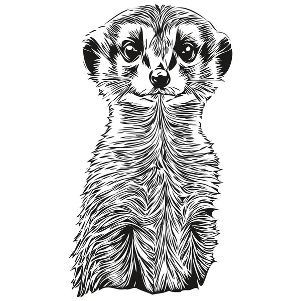 Dibujo Arte Línea Ilustración Vectorial Meerkat Blanco Negro Meerkat — Vector de stock