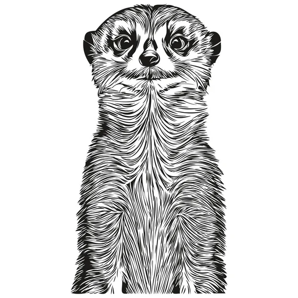 Meerkat Vetor Ilustração Linha Arte Desenho Preto Branco Meerkat — Vetor de Stock