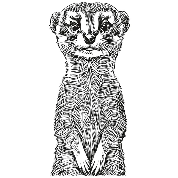 Dibujo Arte Línea Ilustración Vectorial Meerkat Blanco Negro Meerkat — Vector de stock