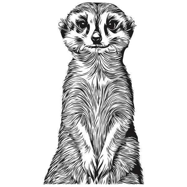 Meerkat Vector Illustration Line Art Drawing Black White Meerkat — Stock Vector