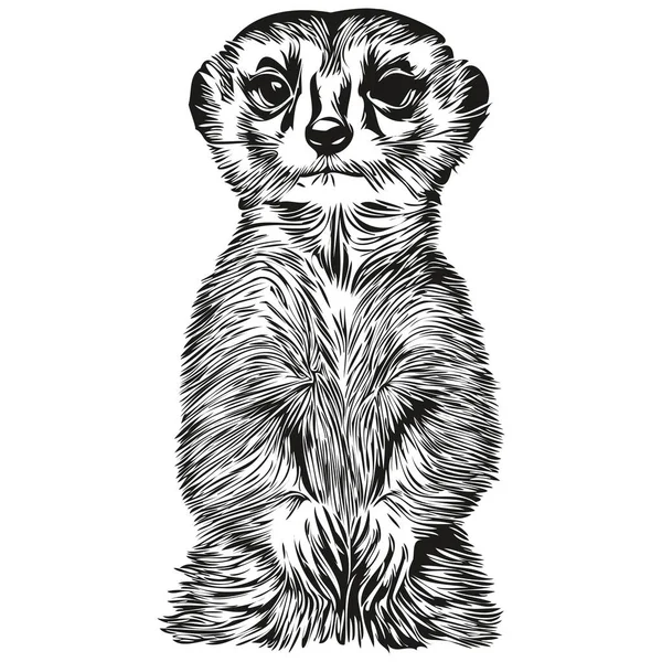 Meerkat Vektorové Ilustrace Čára Kreslení Černobílé Meerkaty — Stockový vektor