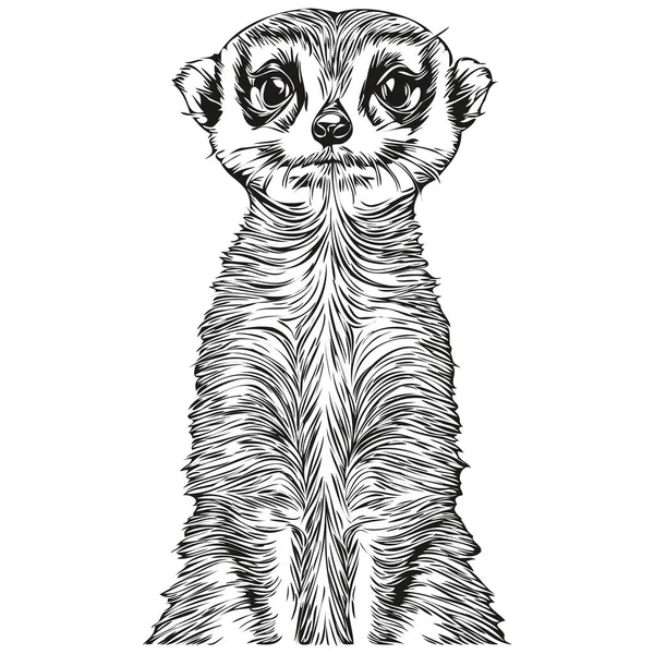 Retrato Meerkat Bonito Fundo Branco Meerkat — Vetor de Stock
