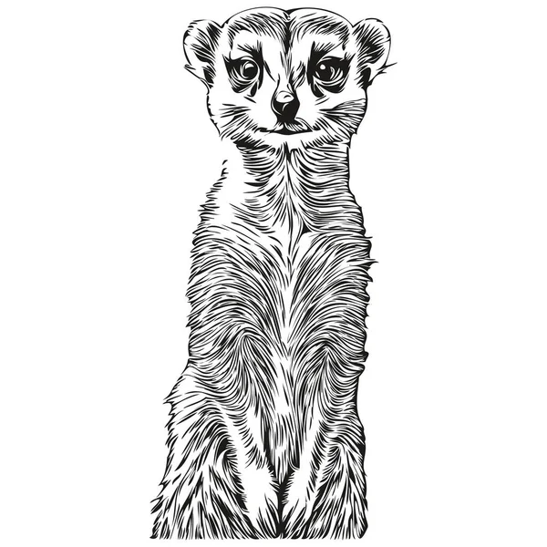 Retrato Lindo Meerkat Sobre Fondo Blanco Meerkat — Vector de stock
