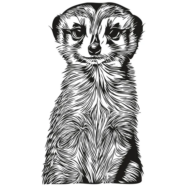 Portret Van Een Leuke Meerkat Een Witte Achtergrond Meerkat — Stockvector