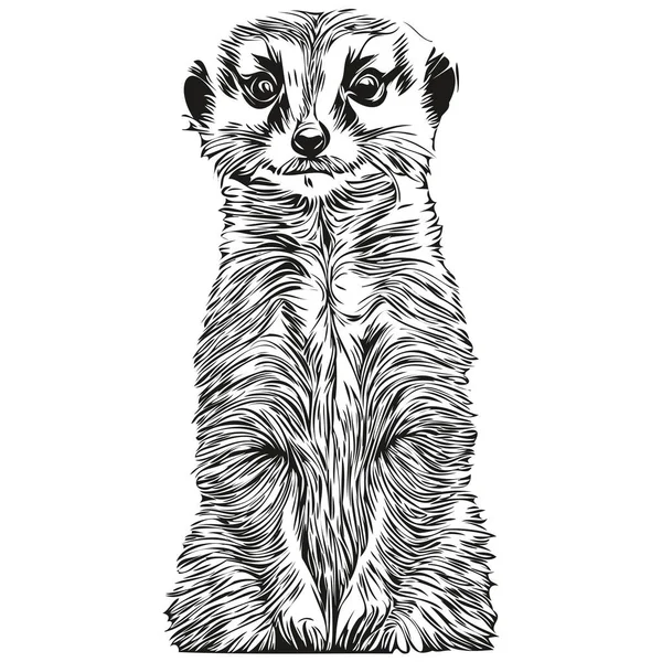 Vetor Meerkat Realista Ilustração Animal Desenhada Mão Meerkat —  Vetores de Stock