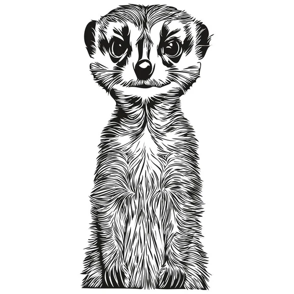 Realistic Meerkat Vector Hand Drawn Animal Illustration Meerkat — Stock Vector