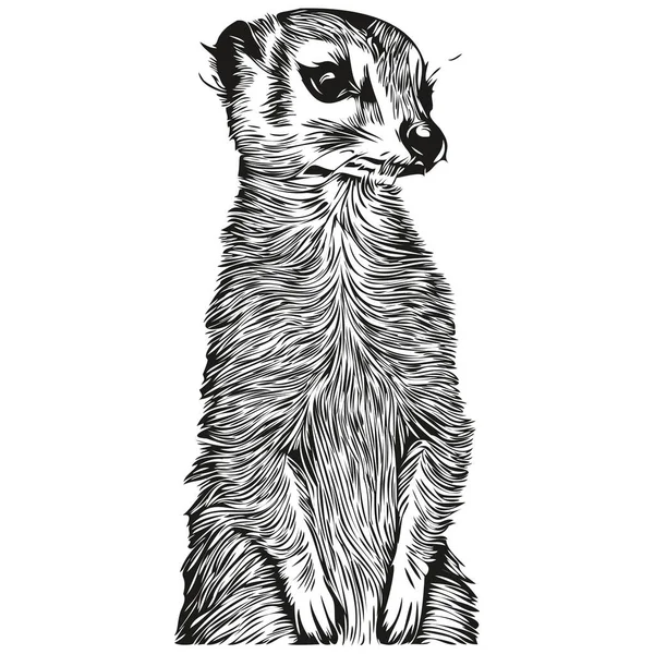 Realistic Meerkat Vector Hand Drawn Animal Illustration Meerkat — Stock Vector