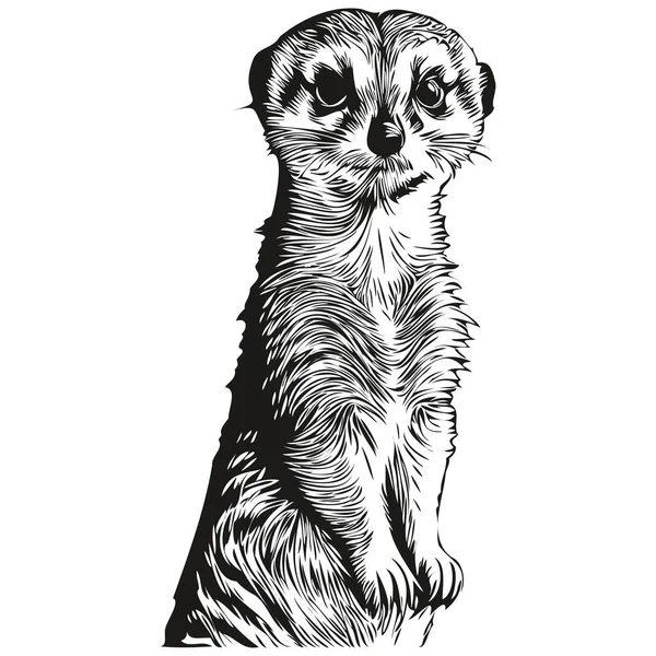 Meerkat白色背景上Meerkat的轮廓矢量图像 — 图库矢量图片