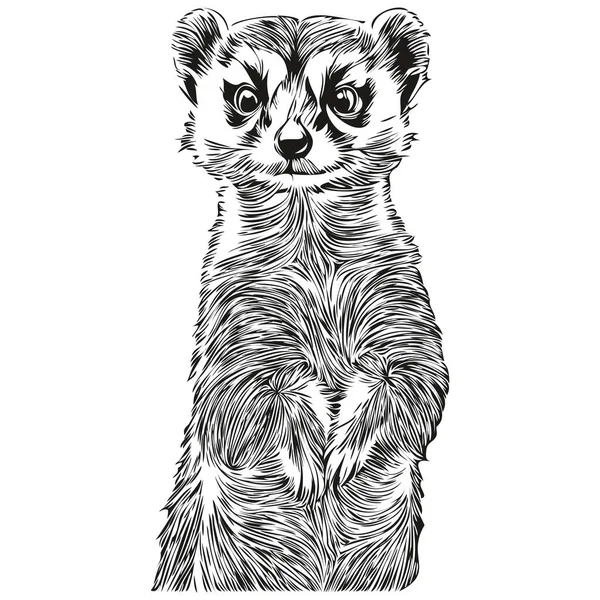 Vintage Gegraveerde Geïsoleerde Meerkat Illustratie Gesneden Inkttekening Meerkat — Stockvector
