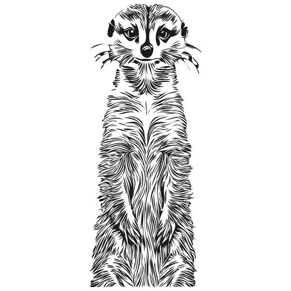 Vintage Graver Isolé Meerkat Illustration Découper Croquis Encre Meerkat — Image vectorielle