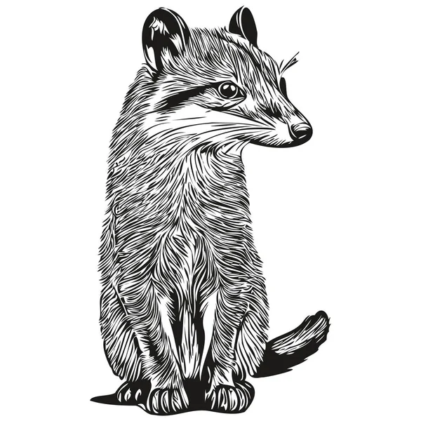 Söt Handritad Mongoose Vektor Illustration Svart Och Vit Mongoose — Stock vektor