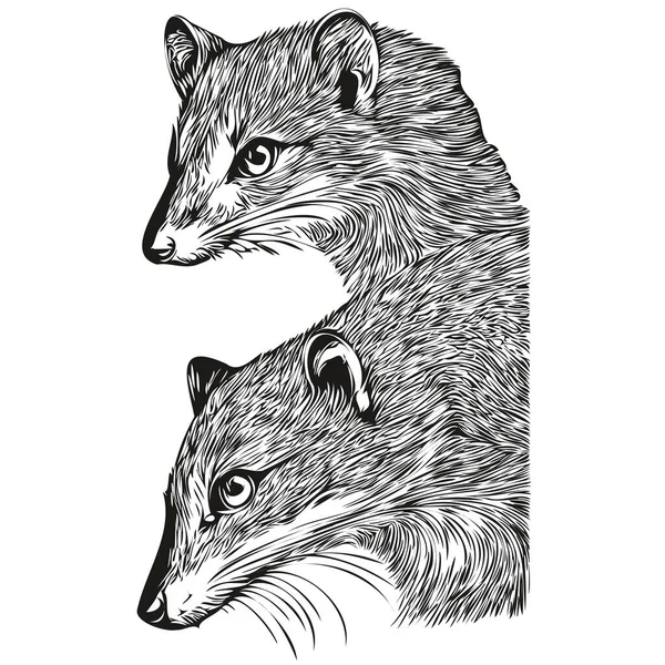 Svart Och Vit Linjär Färg Rita Mongoose Vektor Illustration Mongoose — Stock vektor