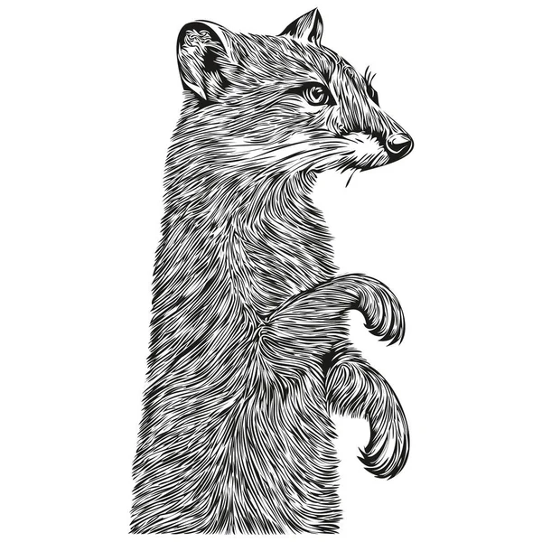 Симпатичная Рука Нарисованная Mongoose Векторная Иллюстрация Черно Белая Mongoose — стоковый вектор