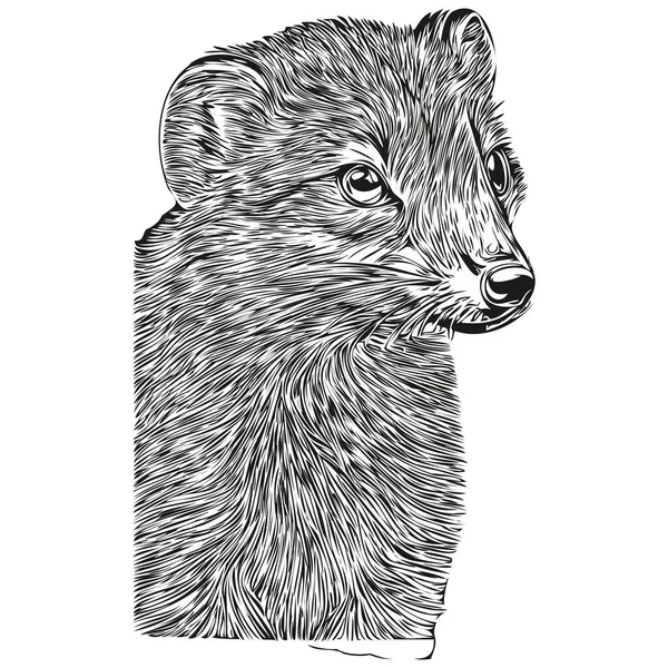 Vicces Rajzfilm Mongoose Line Art Illusztráció Tinta Vázlat Mongoose — Stock Vector