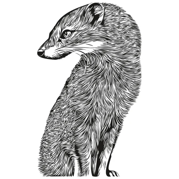 Hand Drawn Cartoon Mongoose Vector Vintage Illustration Mongoose — Stock Vector