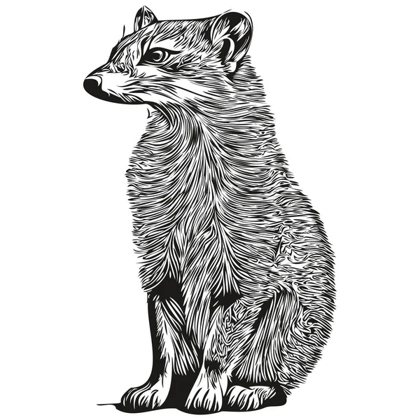 Ручной Рисунок Mongoose Белом Фоне Mongoose — стоковый вектор