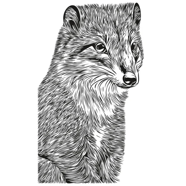 Mongoose草图 背景透明的轮廓 手绘说明Mongoose — 图库矢量图片