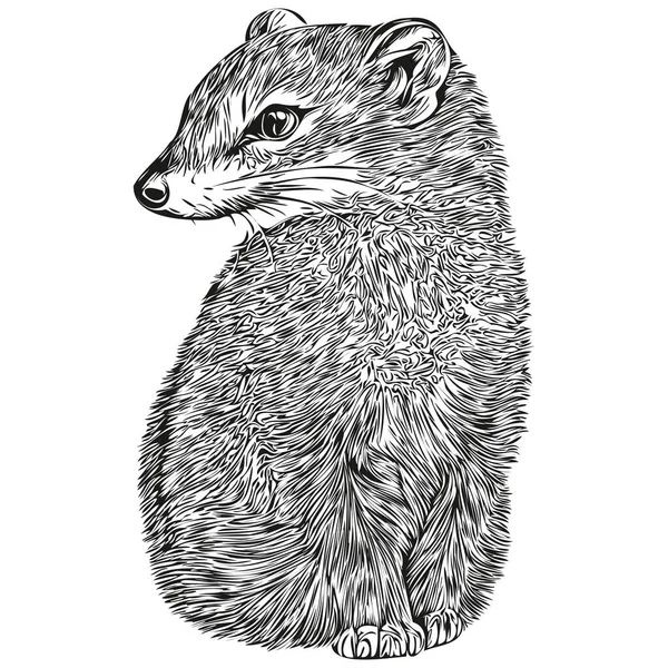 Mongoose Sketchy Retrato Gráfico Mongoose Fundo Branco Mongoose —  Vetores de Stock