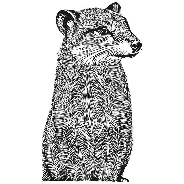 Mangusta Náčrtek Grafický Portrét Mangusta Bílém Pozadí Mangusta — Stockový vektor