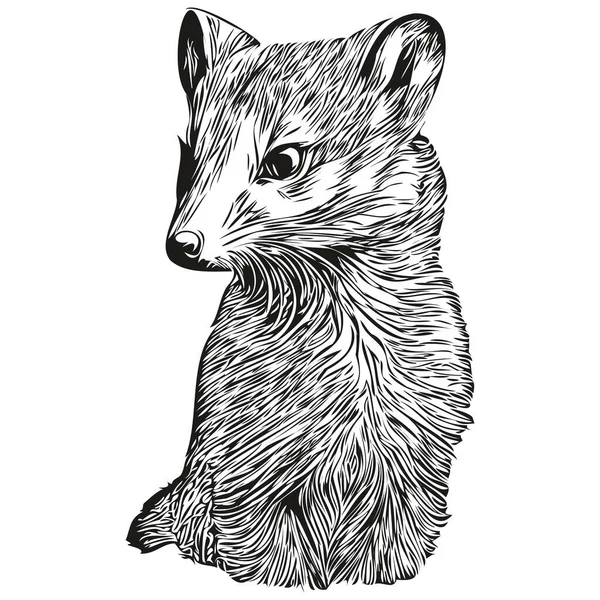 Mongoose Vector Illustration Line Art Drawing Black White Mongoose — Stock Vector