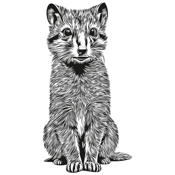 Mongoose Vektor Illusztráció Vonal Művészet Rajz Fekete Fehér Mongoose — Stock Vector