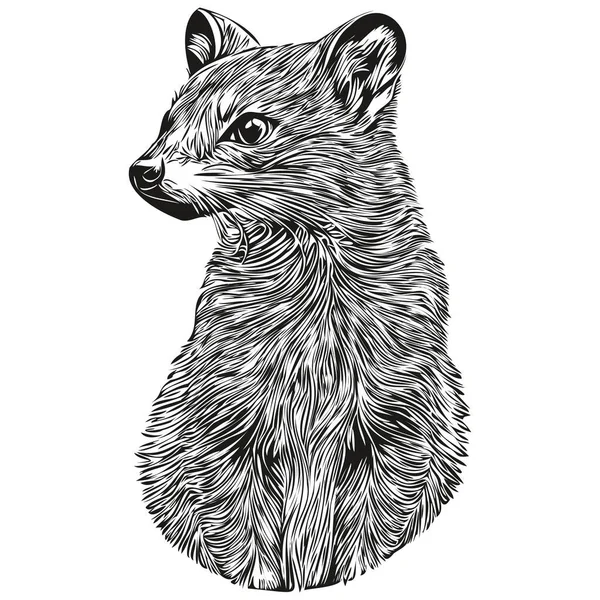 Vintage Gravyr Isolerad Mongoose Illustration Skära Bläck Skiss Mongoose — Stock vektor