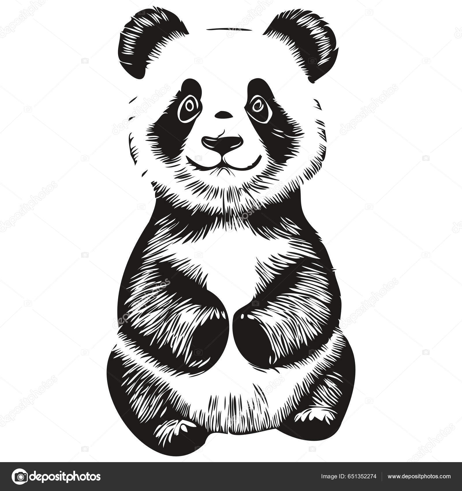 Como desenhar Panda realista: esboço 