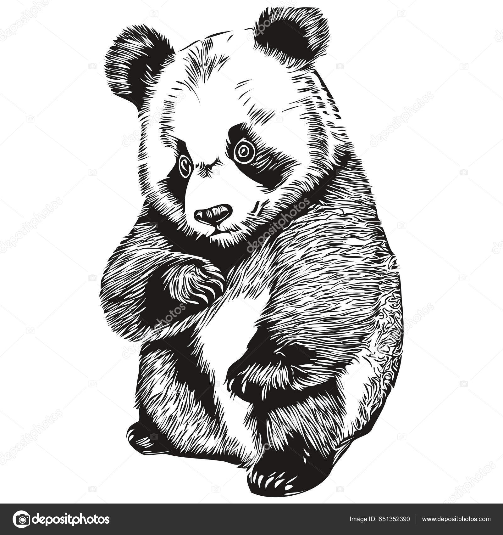 Esboço realista vetorial da figura do panda em ilustração desenhada à mão  de corpo inteiro
