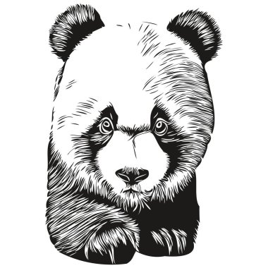 Panda çizimleri, şeffaf arkaplan çizimleri, el yapımı illüstrasyon Panda.